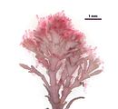 1 – Talli epifiti su Ellisolandia elongata J. Ellis et Solander